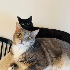 Meet your Posher, Yanran